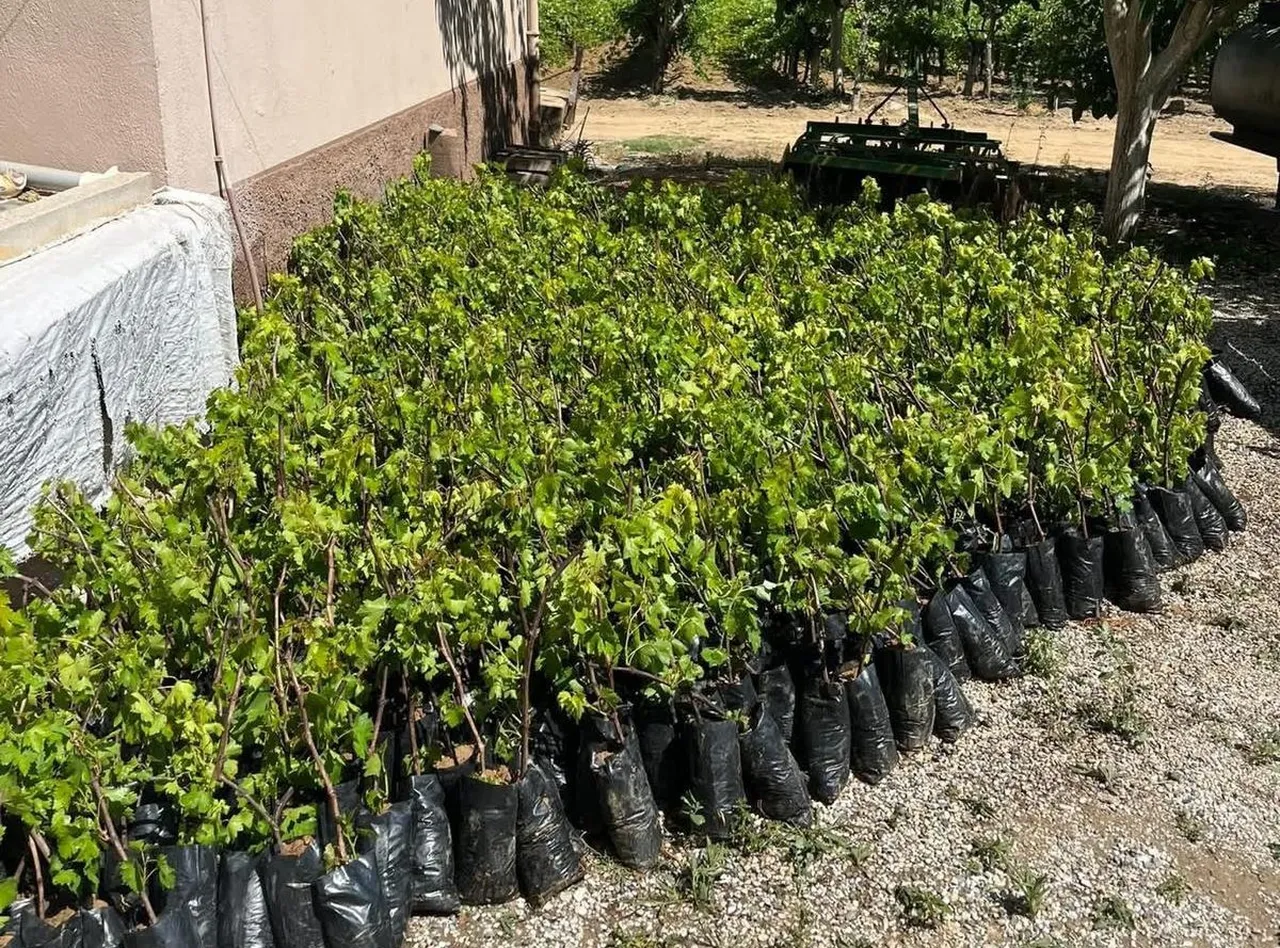 25 farklı üzüm çeşidiyle ekonomiye dev katkı!