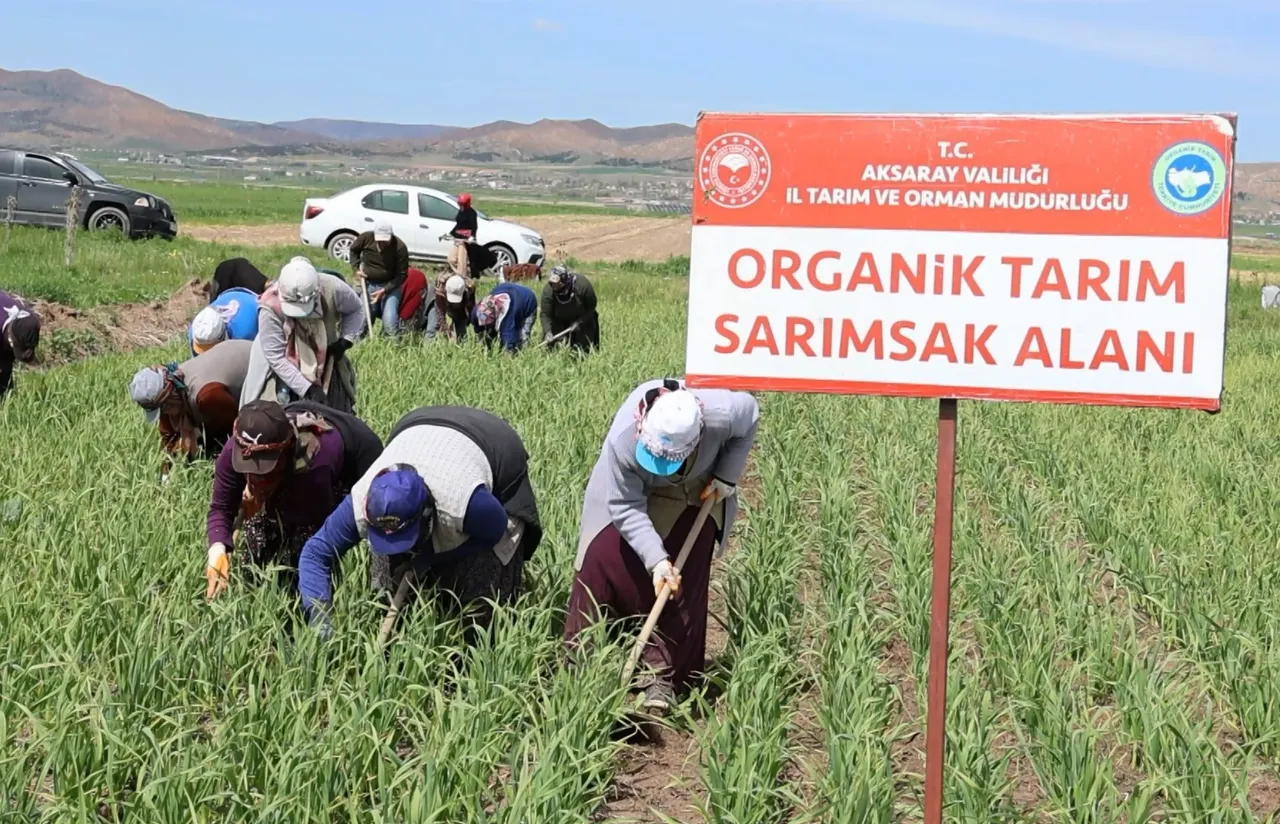 Aksaray'da üretiliyor, dünya peşinde! İspanyollar bu ürün için Türkiye'ye yatırım yaptı