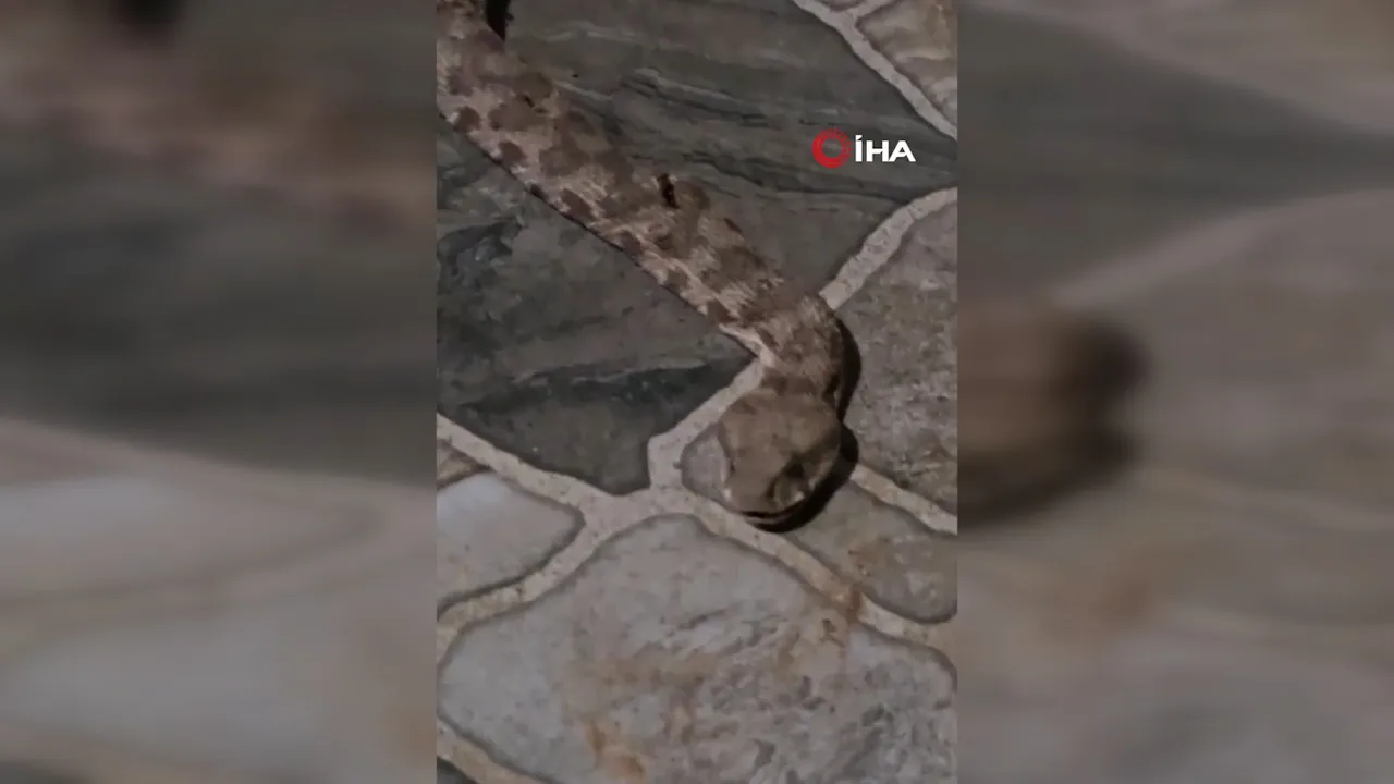Şırnak'ta yılan paniği! Çay içmek için balkona çıkan vatandaş dev yılanla karşılaştı