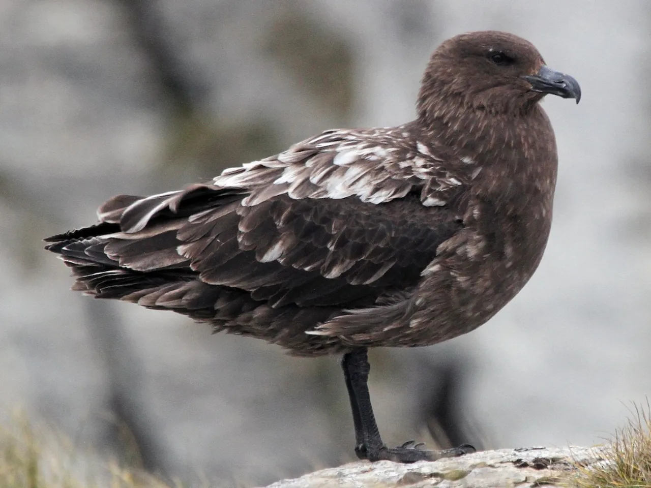 Virüsün görülmediği tek kıtaydı! Bir ilk: Avustralya'yı H5N1 kuş gribi şüphesi sardı