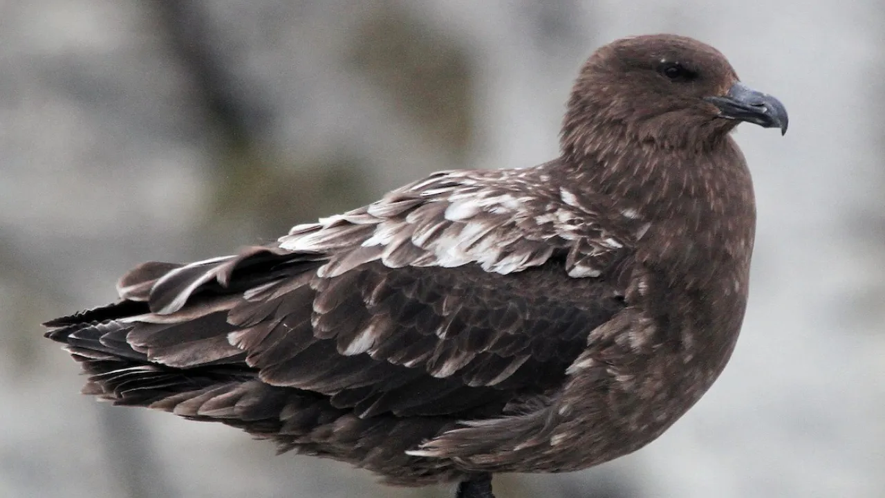 Virüsün görülmediği tek kıtaydı! Bir ilk: Avustralya'yı H5N1 kuş gribi şüphesi sardı