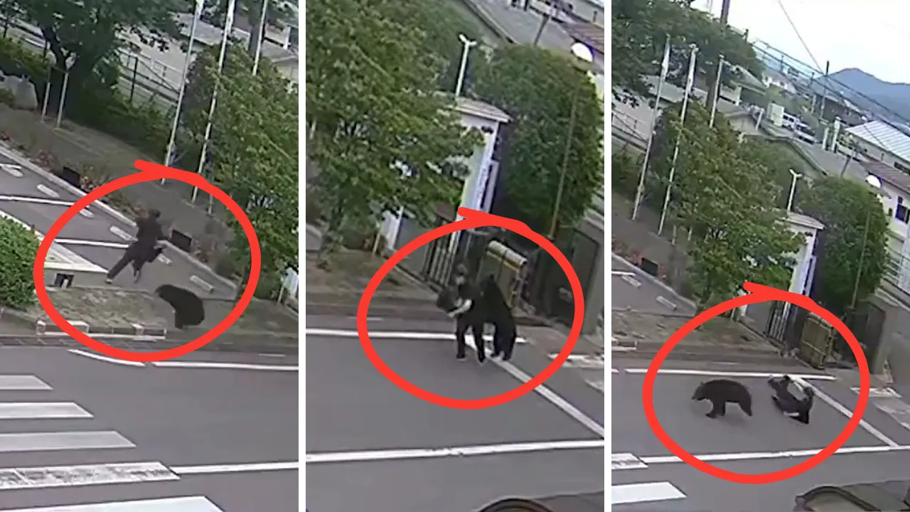 Japonya'da ayı dehşeti! Eğitime ara verildi: Yaralılar var