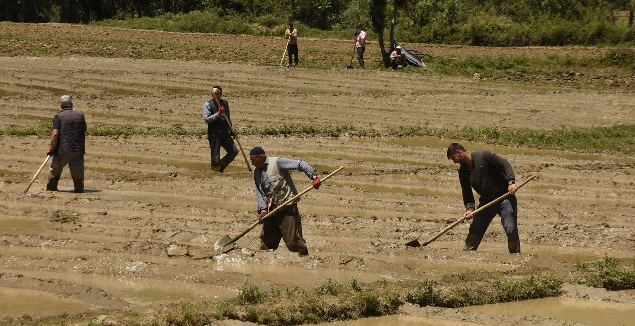 Makine yok, verim çok! 100 dönümden 100 ton üretiyorlar… Özel müşterileri var