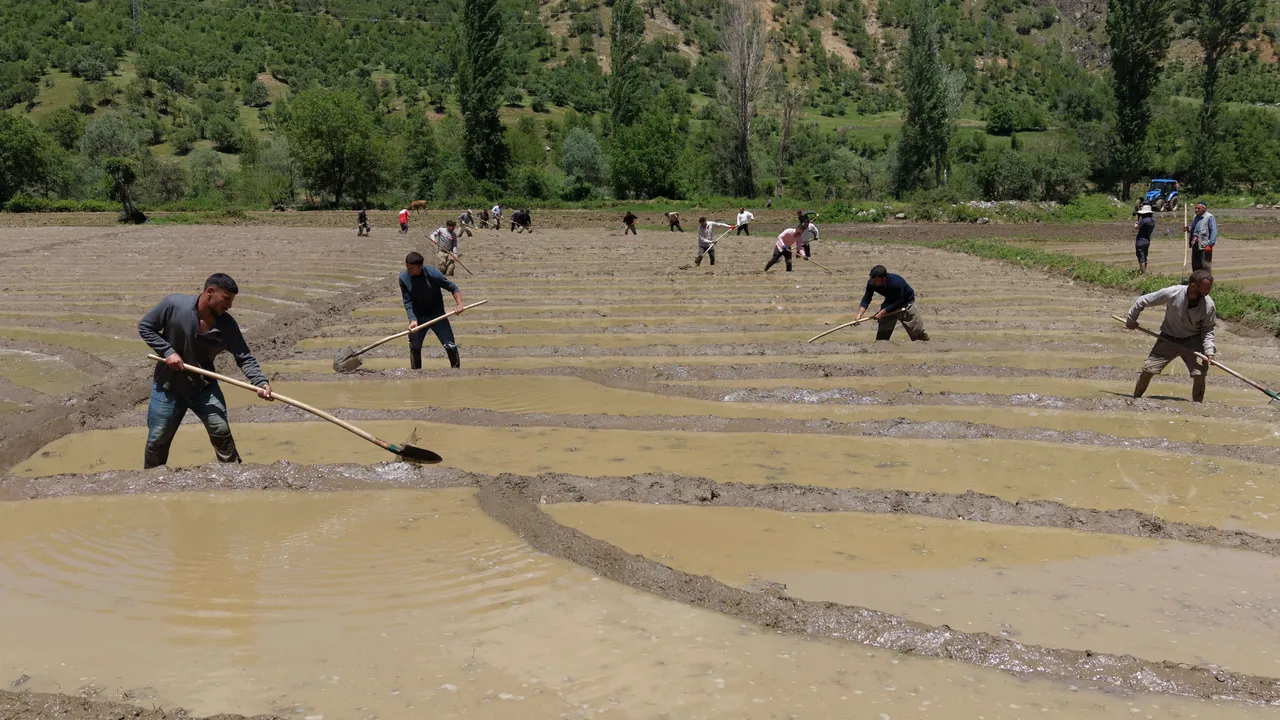 Makine yok, verim çok! 100 dönümden 100 ton üretiyorlar… Özel müşterileri var