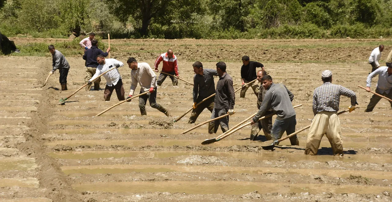 Makine yok, verim çok! 100 dönümden 100 ton üretiyorlar… Özel müşterileri var
