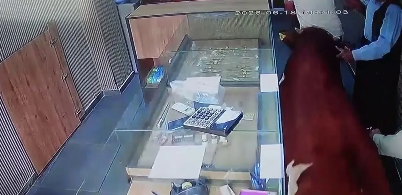 Sahibinden kaçan dana kuyumcuya daldı