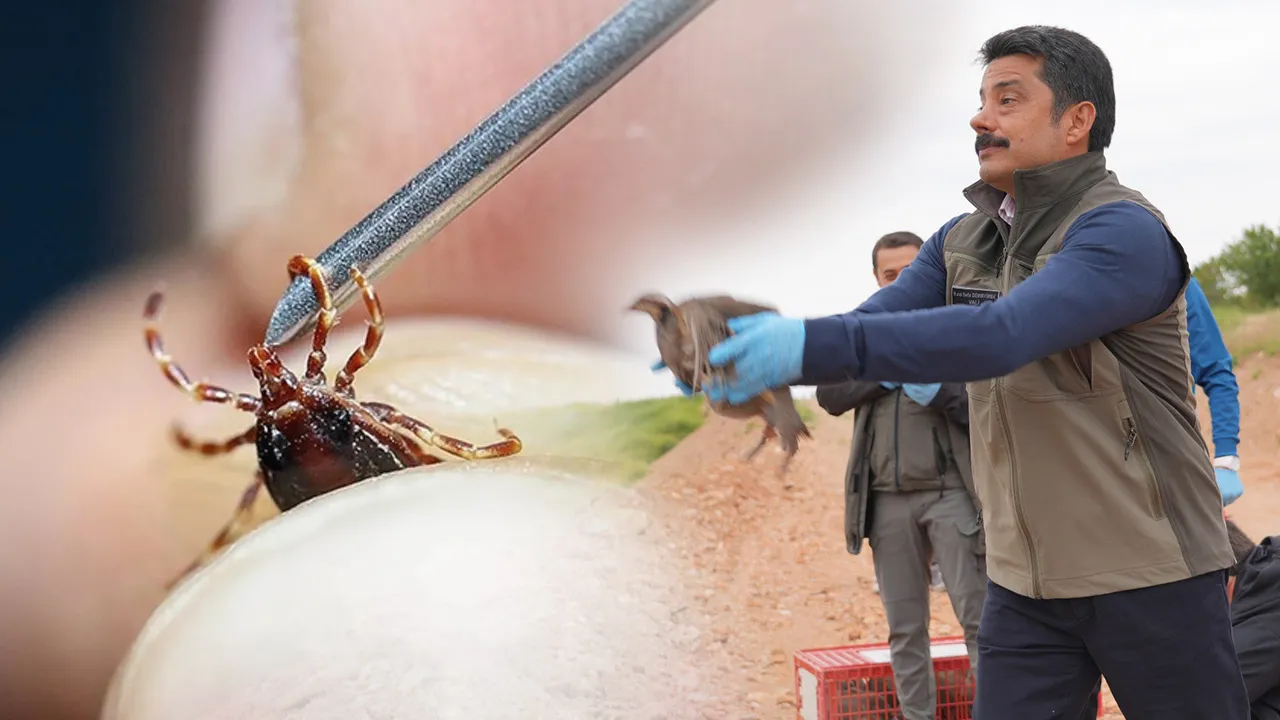 Kene kabusu için harekete geçildi! 51 bin tanesi doğaya bırakılacak