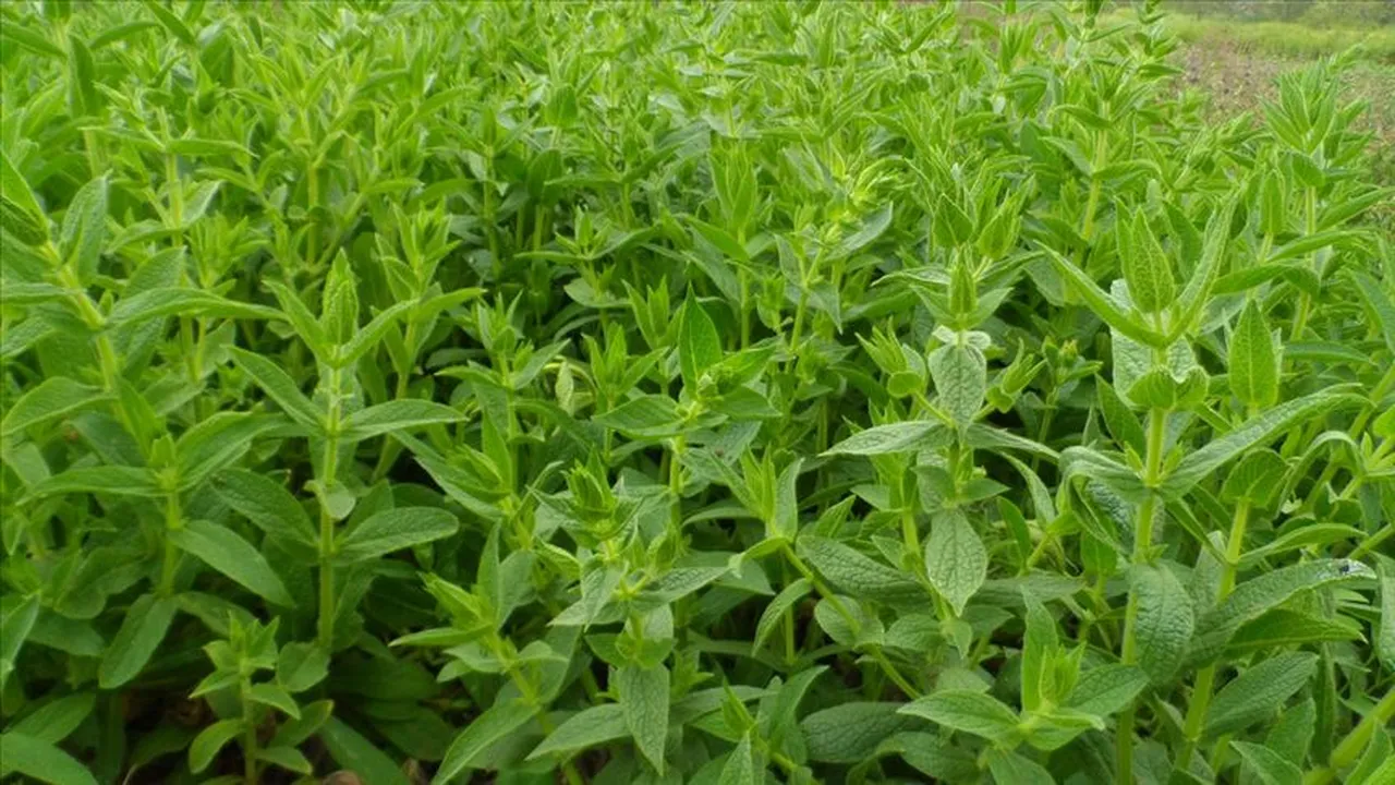Tıbbi ve aromatik bitkilerde ‘ilk’ OSB 2027’de üretime geçecek