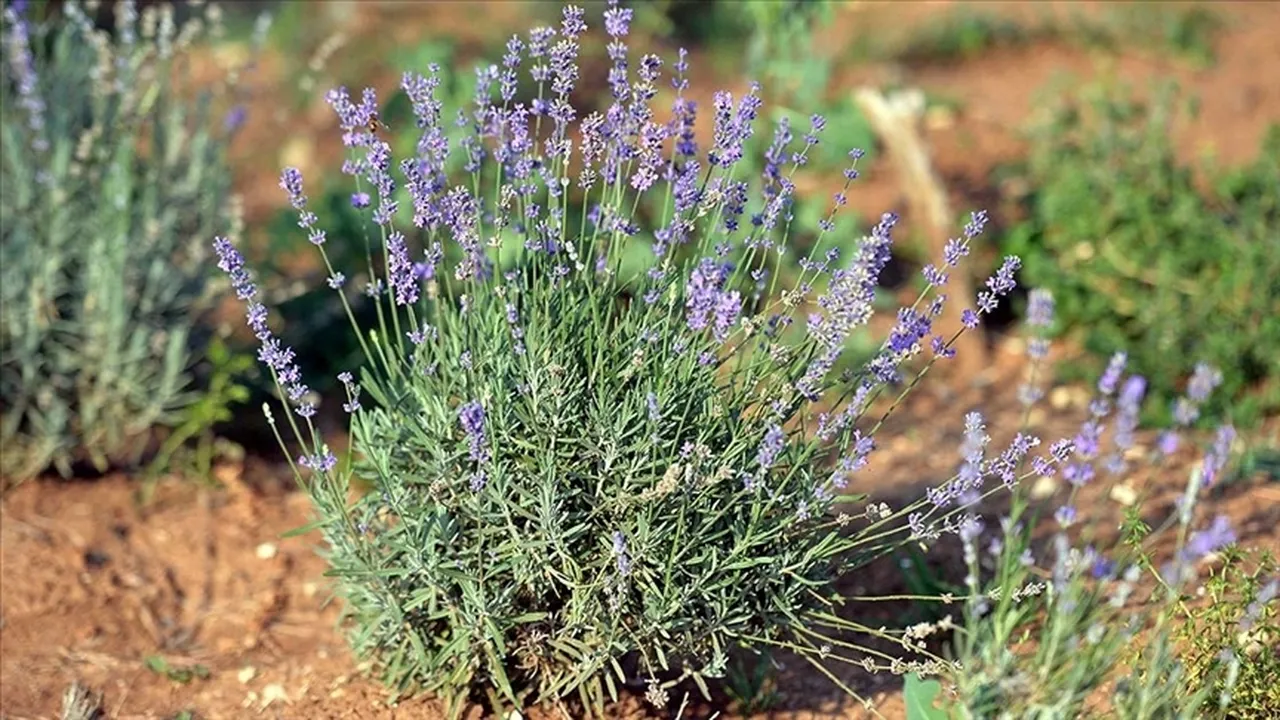 Tıbbi ve aromatik bitkilerde ‘ilk’ OSB 2027’de üretime geçecek