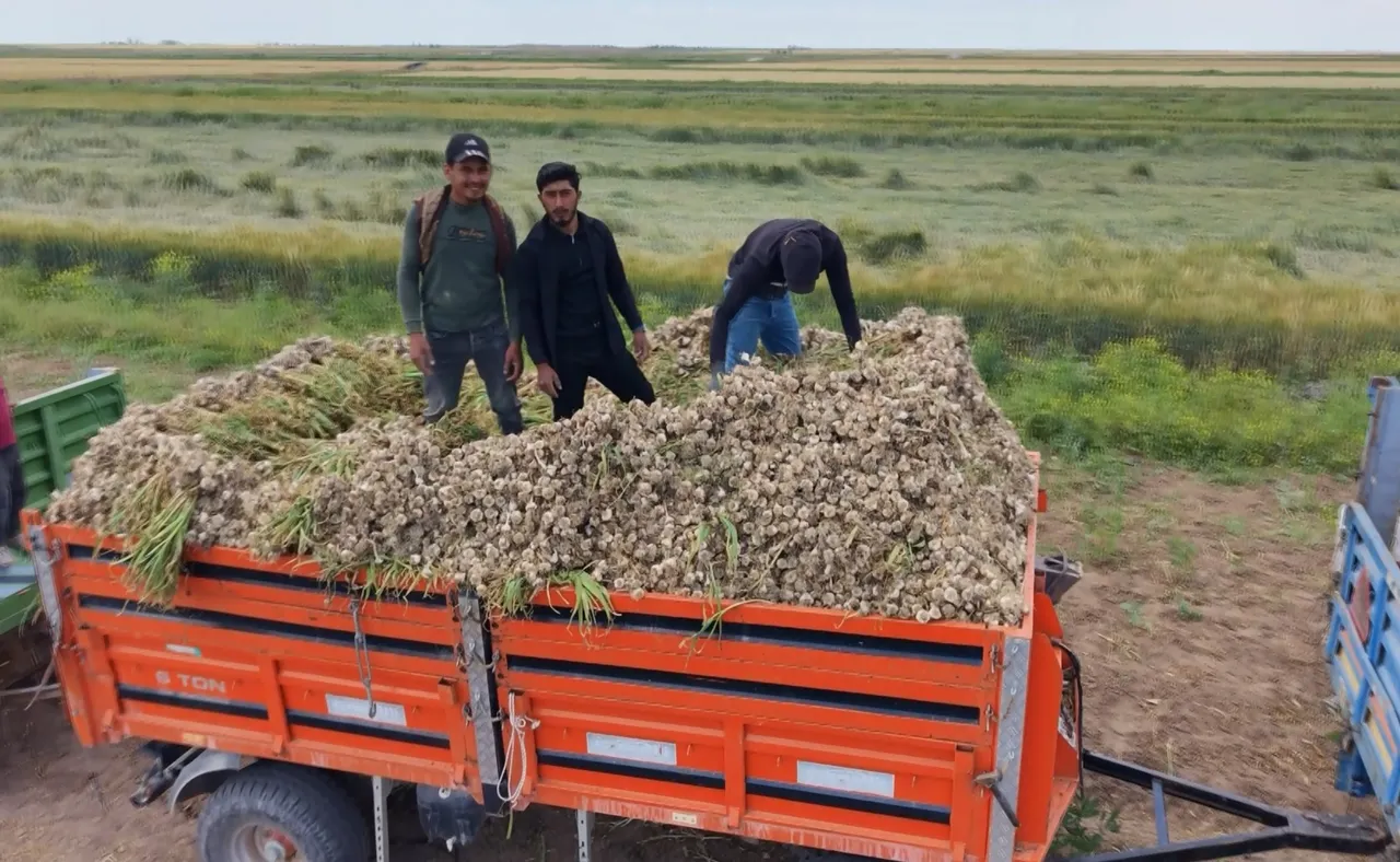 Aksarayda yetişiyor, dünya peşinde! Sırrı içindeki 2 maddede