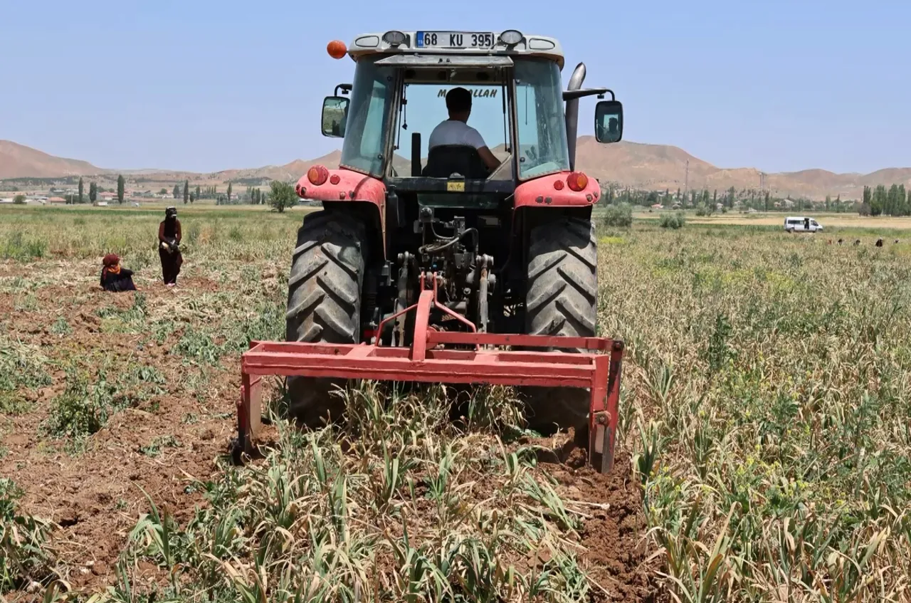 Aksarayda yetişiyor, dünya peşinde! Sırrı içindeki 2 maddede