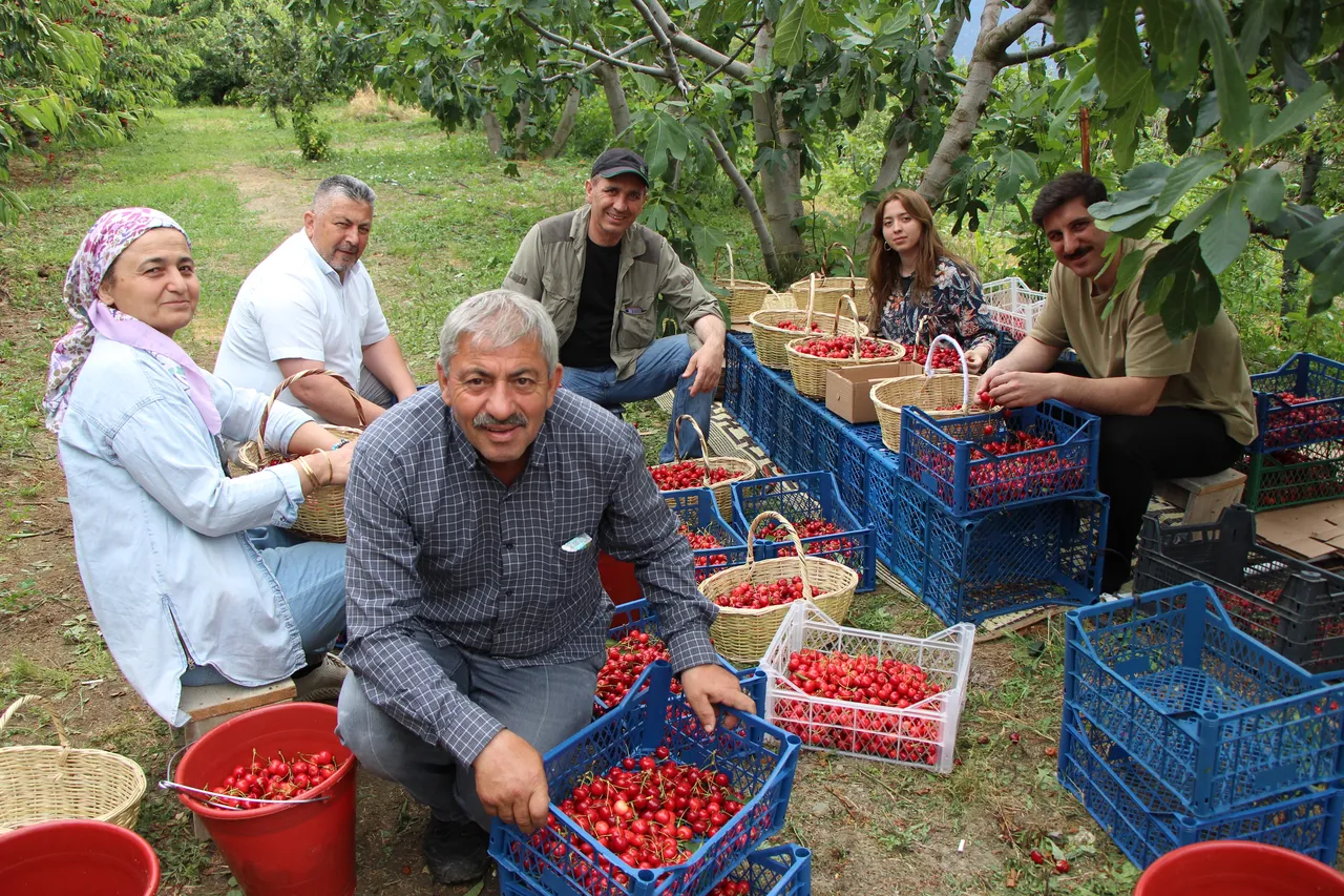 Amasyadan Rusya ve Almanyaya gönderiliyor! Hasat bereketli başladı