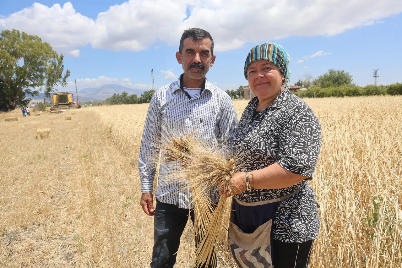 Çölyak hastaları ve zayıflamak isteyenlerin favorisi! Hasadı başladı, tarlada kilosu 100 lira