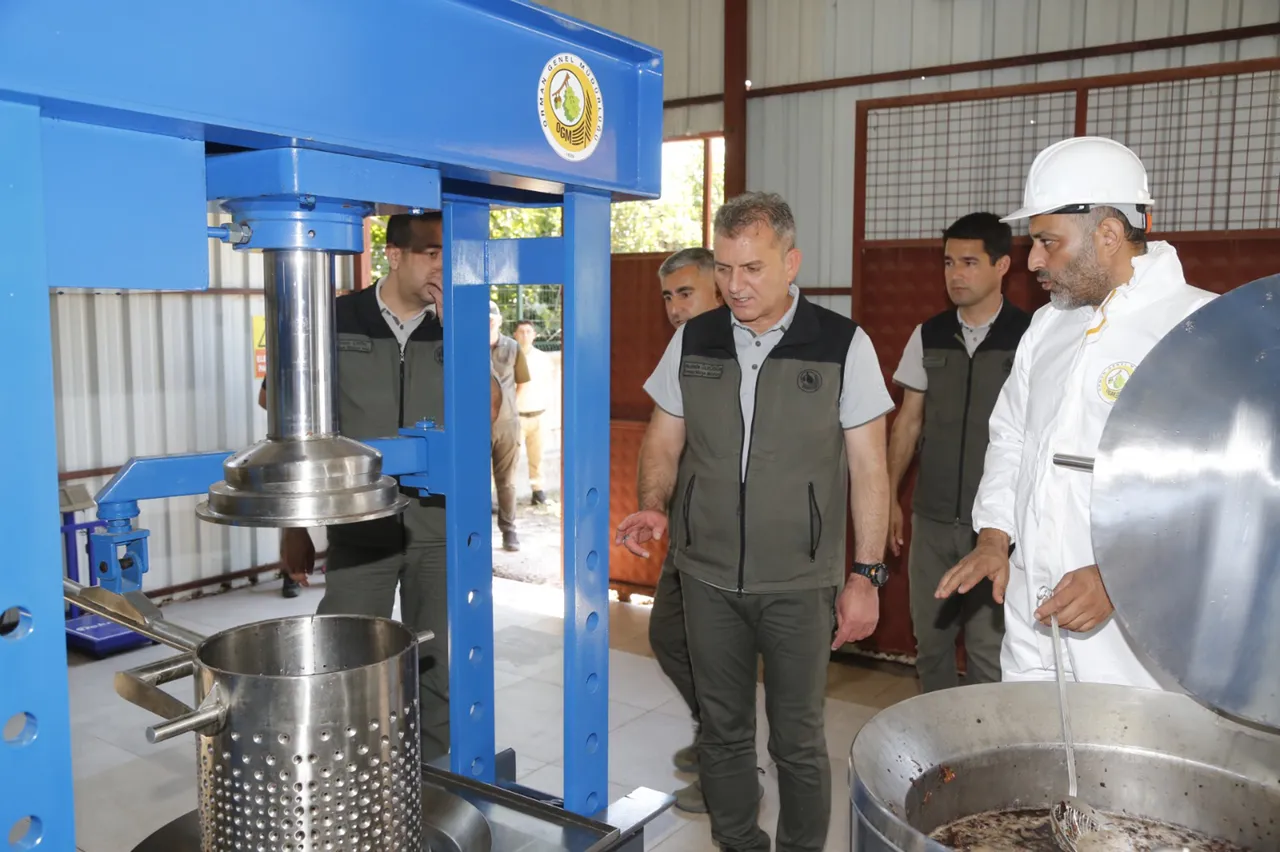 Muğla ormanlarında servet yetişiyor! Dünya peşinde, kilosu 15 bin TL