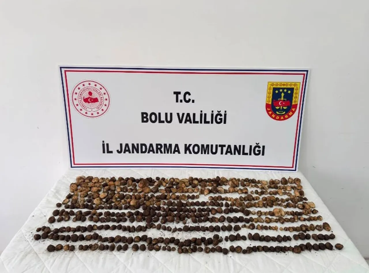 Yasak bitkiyi toplamanın bedeli ağır oldu! Kesilen ceza 2 milyon lirayı aştı