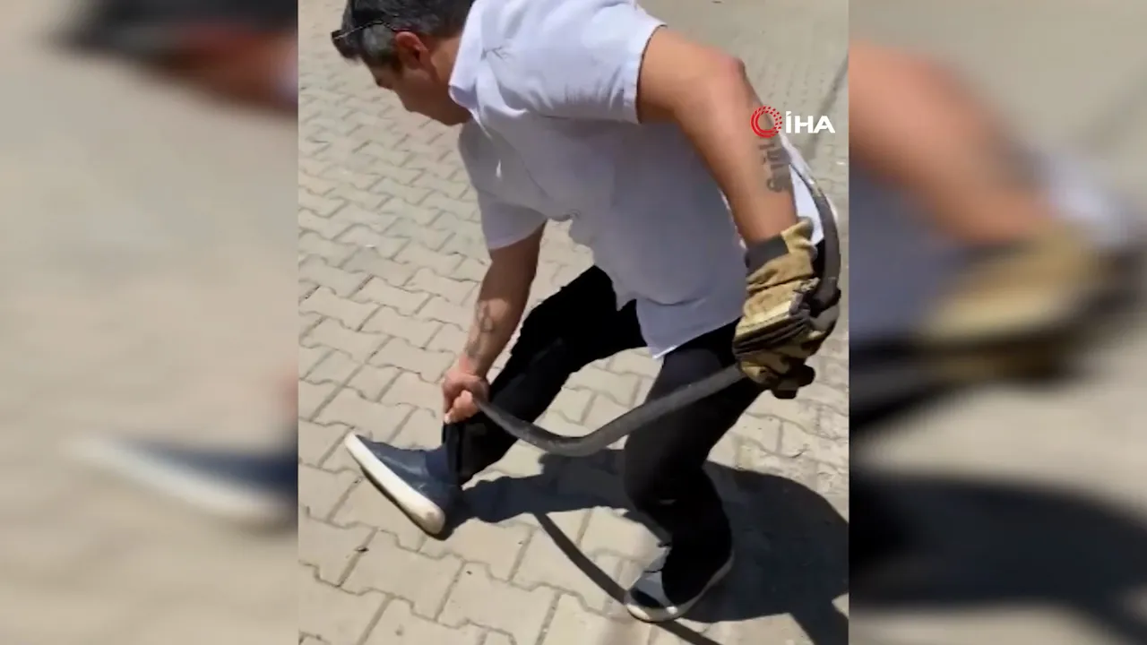 Duvardan çıkardığı yılan bacağını ısırdı! Yılancı Kemal'in zorlu mücadelesi kamerada