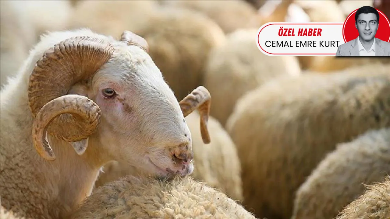 3 yılda 150 bin küçükbaş hayvan dağıtılacak! Üreticiye milyonluk sürü desteği başladı