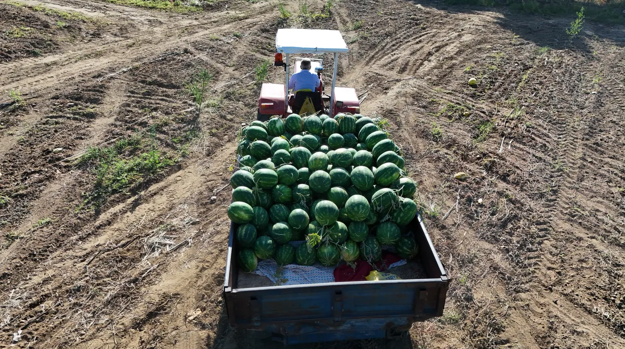 Bu karpuz için saatlerce sıra bekliyor! Türkiyenin en kalitelisi, tarlada kilosu 15 TL