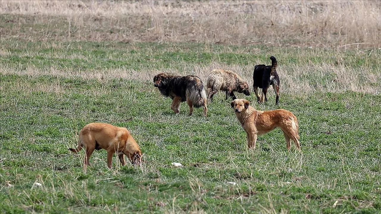Soruşturma izni verilmişti! Van’da köpek saldırısı yaşanan Saray Belediyesi'ne dair yeni tespitler! İçişleri Bakanlığı açıkladı