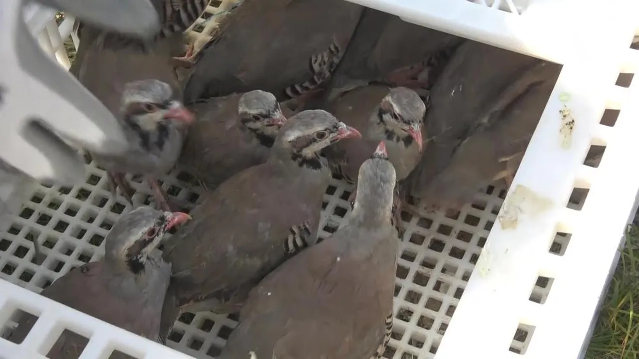 Bu keklikler hayat kurtarıyor! Yeni avcılar seferber oldu, sayıları 14 bini buldu