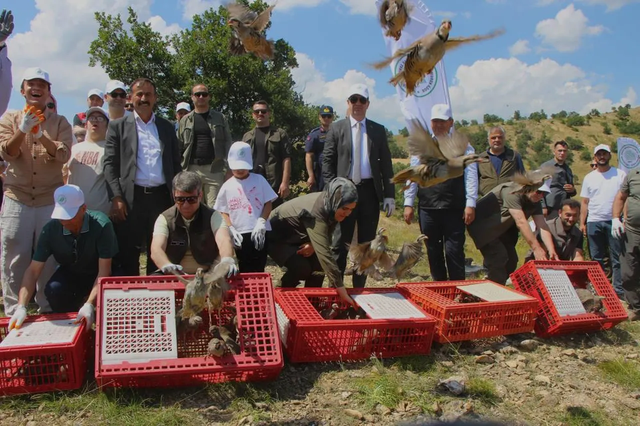 Bu keklikler hayat kurtarıyor! Yeni avcılar seferber oldu, sayıları 14 bini buldu
