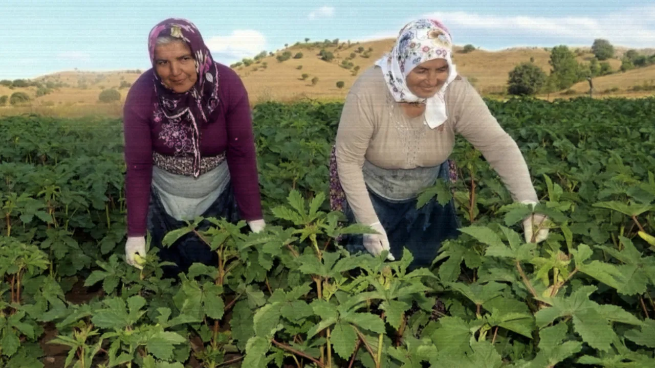 Eklem ağrısı, bağırsak sıkıntısı olan bunu yiyor! Aydın'da hasat başladı, kilosu 200 lira