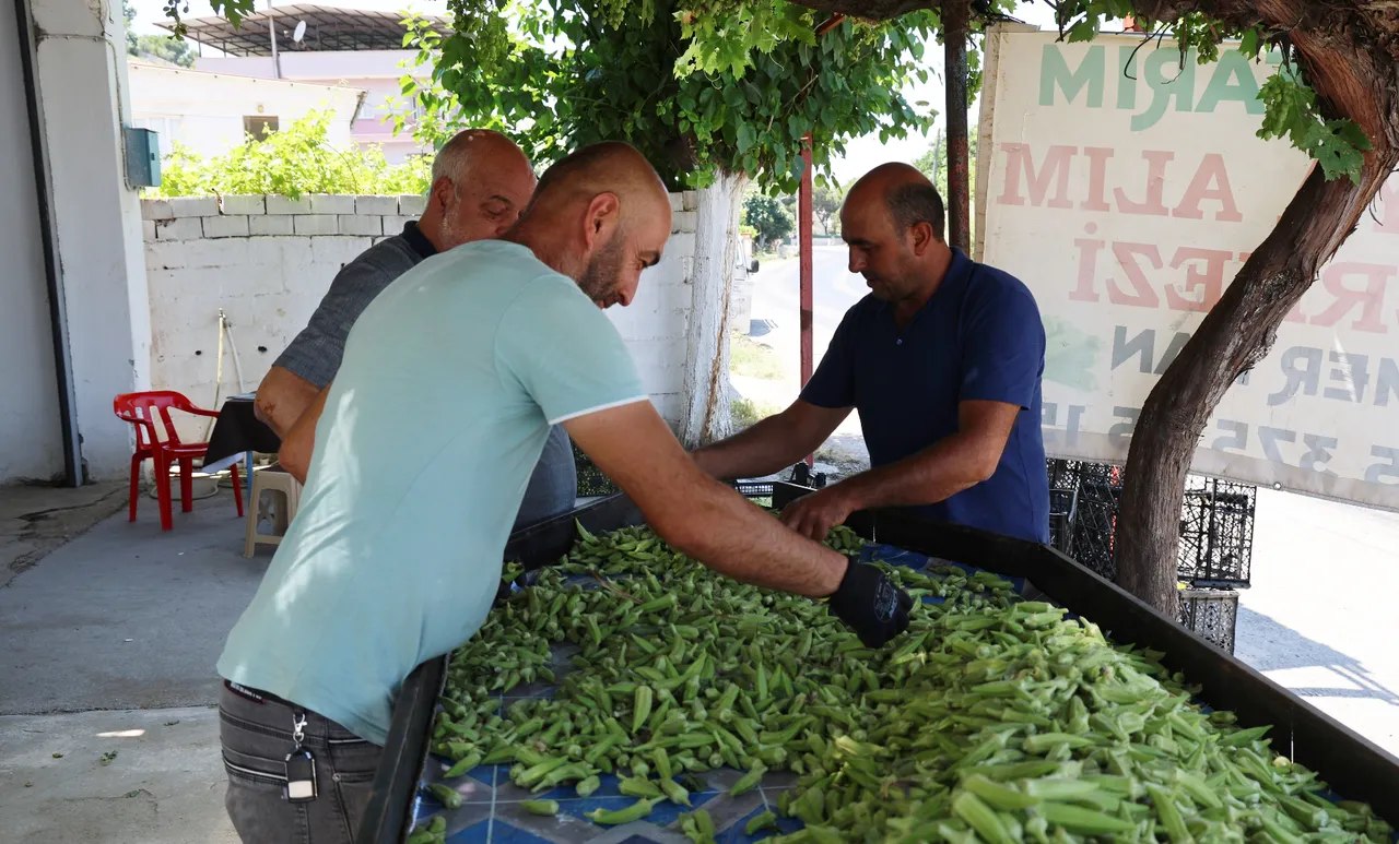 Eklem ağrısı, bağırsak sıkıntısı olan bunu yiyor! Aydın'da hasat başladı, kilosu 200 lira