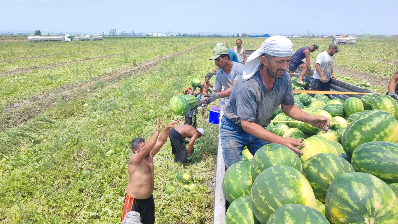 Günlük yevmiyeleri 5 bin lira! 40 derece sıcaklıkta zorlu ekmek mücadelesi