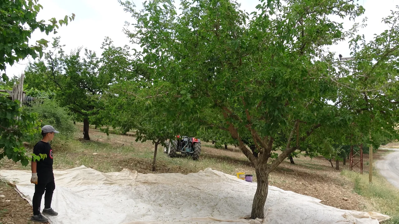 Odun ateşinde saatlerce kaynatılıyor! Kilosu 500 lira, siparişlere yetişemiyorlar