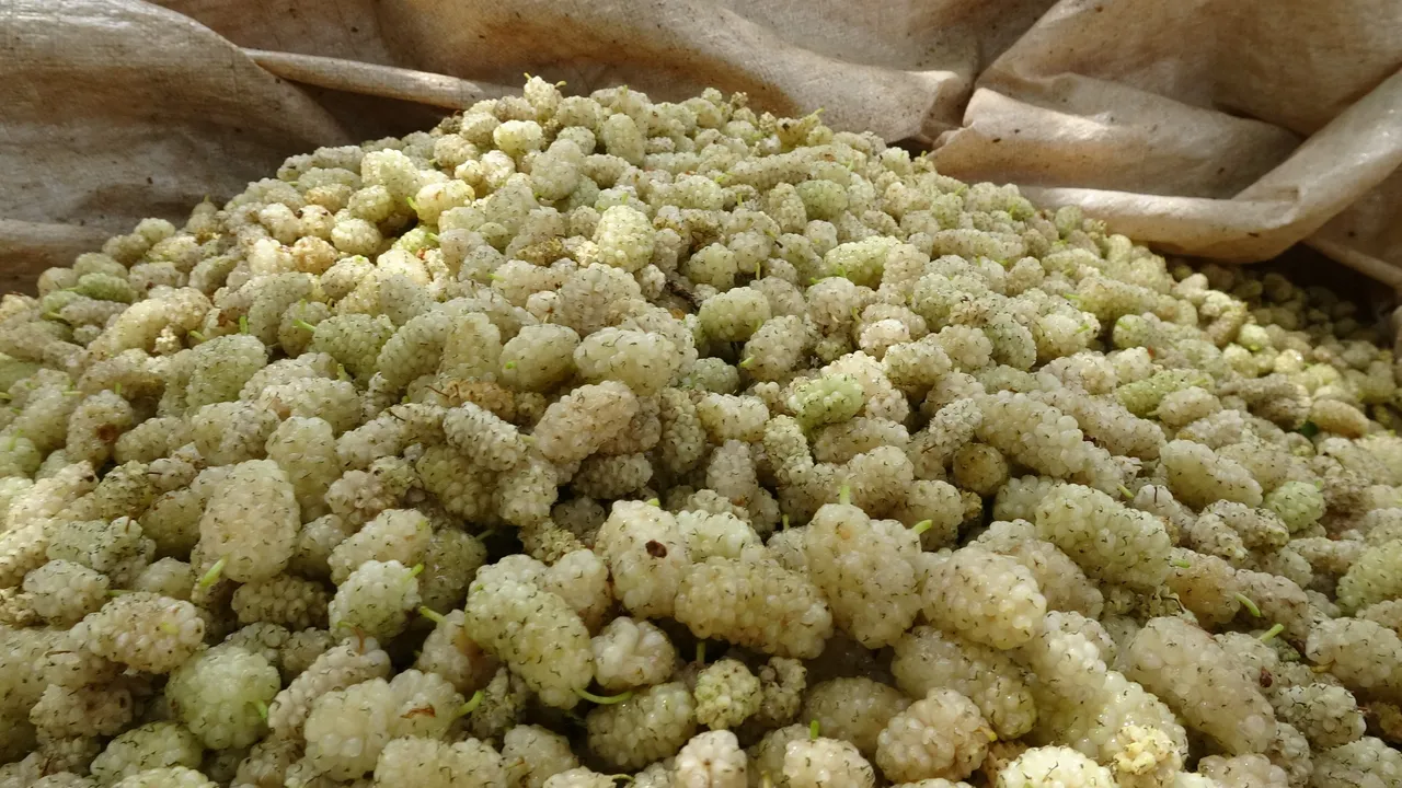 Odun ateşinde saatlerce kaynatılıyor! Kilosu 500 lira, siparişlere yetişemiyorlar