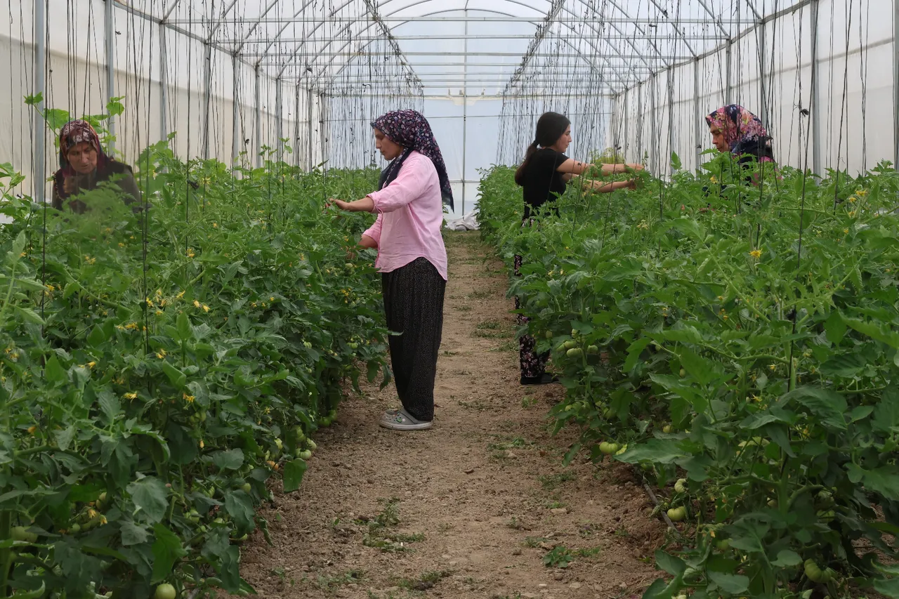 600 bin lira geliri var! Çorak araziler altın gibi değerlendi, yüzde 50 hibe desteği ile 5 tane kurdular