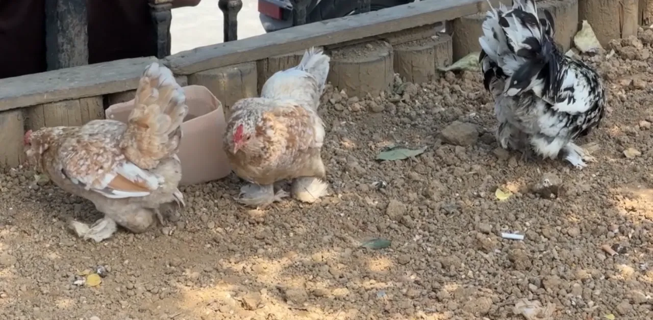 Akbil basanların durup izlediği durak! İstanbul kaosunun ortasında sürpriz manzara