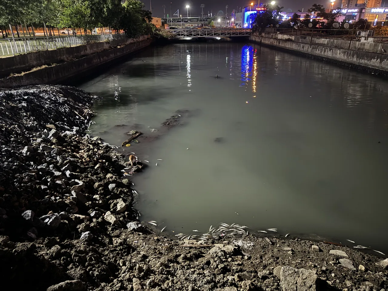 İstanbul'da dere yatağında korkutan görüntü! Binlercesi ölü halde kıyıya vurdu