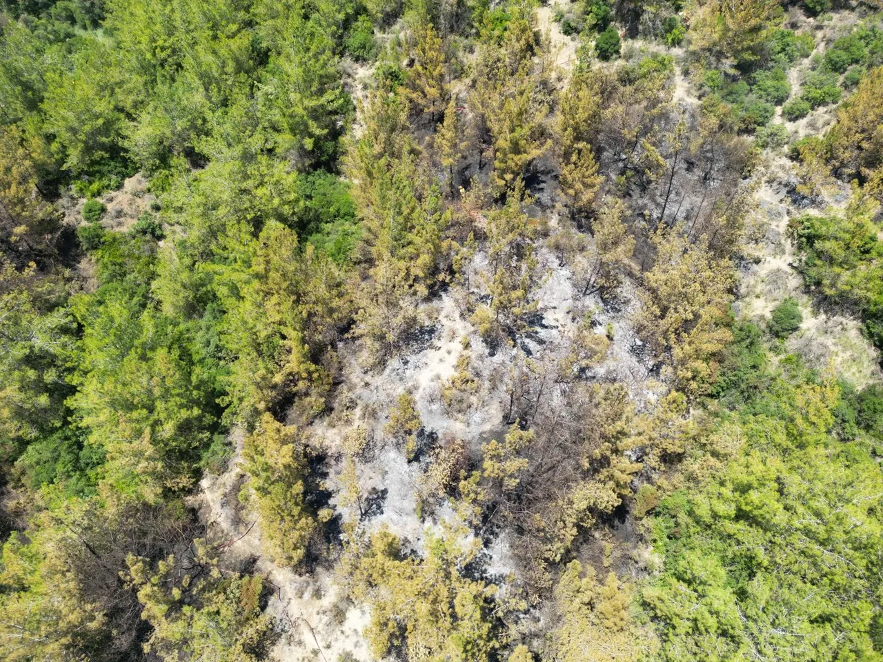 3 ilde yangın alarmı: Çanakkale, İzmir ve Adana'da ekipler havadan ve karadan teyakkuzda