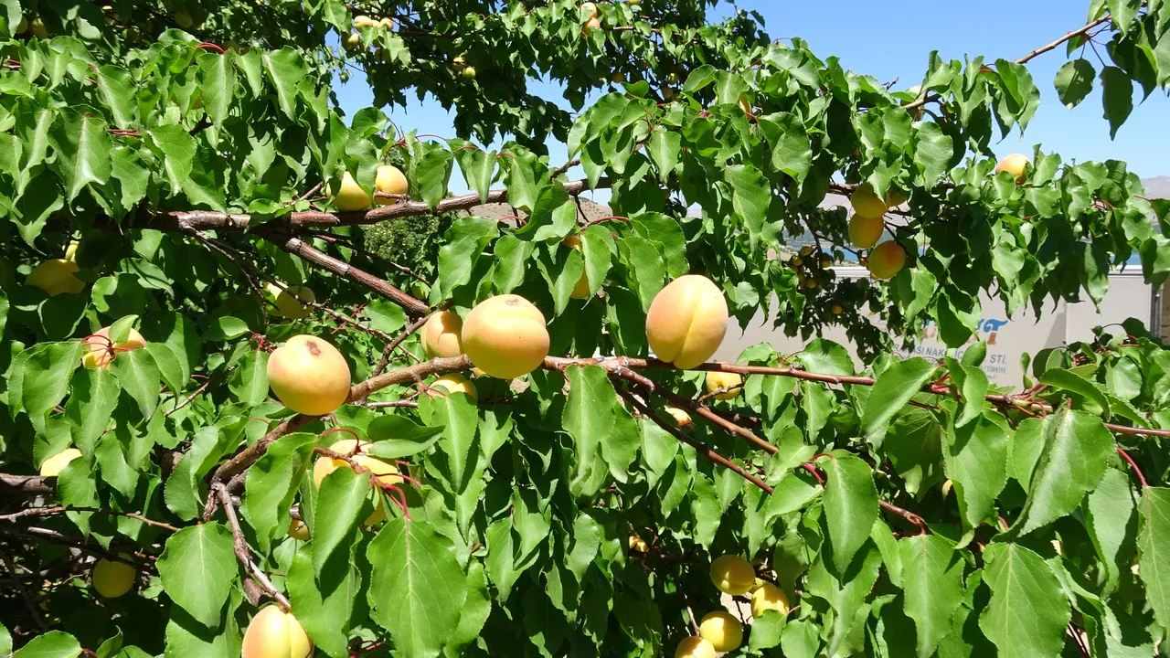 Sarı altın hasadı başladı! Tarlada kilosu 80 lira