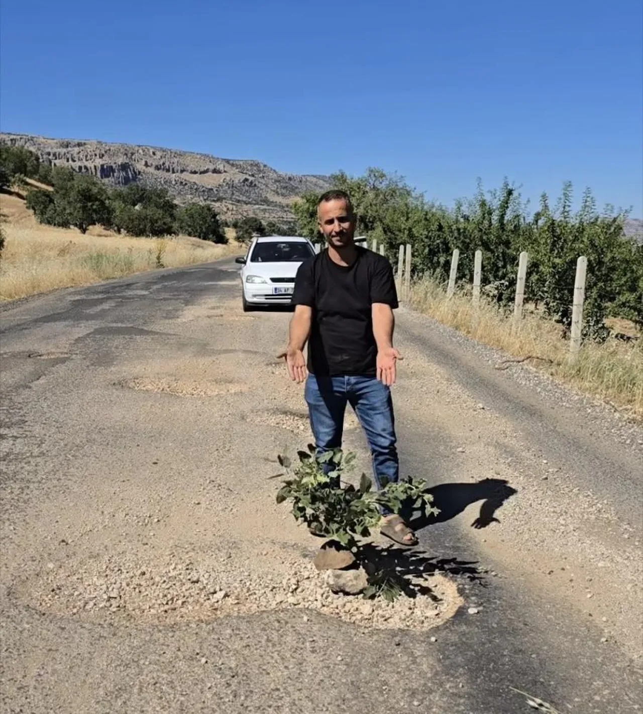 Yoldaki çukurlara ağaç diktiler! Diyarbakır'da dikkat çeken protesto