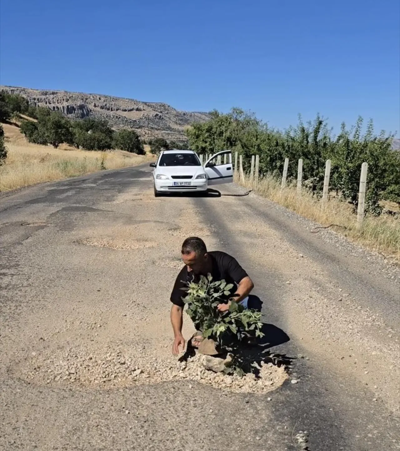 Yoldaki çukurlara ağaç diktiler! Diyarbakır'da dikkat çeken protesto