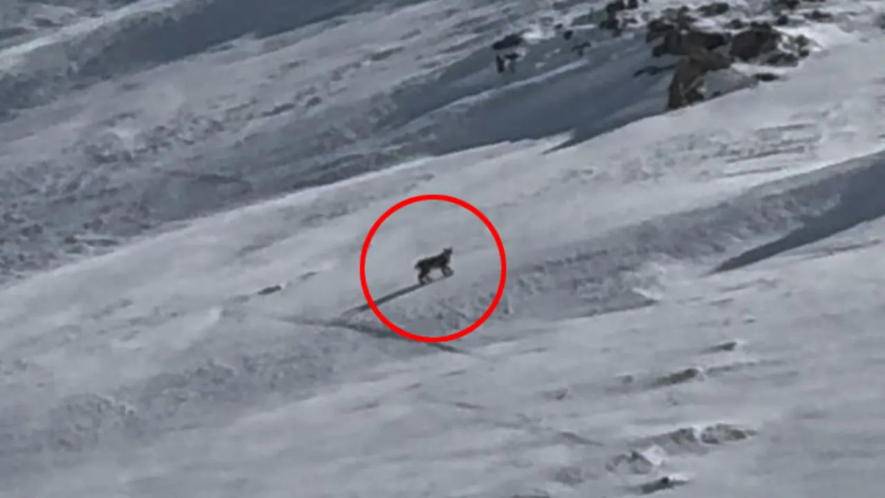 Bitlis'te nesli tehlike altında olan vaşak görüntülendi