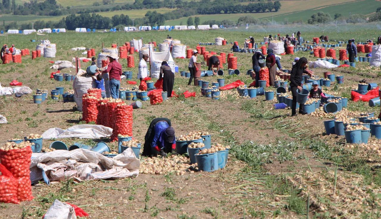 Dört gözle beklenen hasat başladı! Tarlada 12 liraya da var 25 TL'ye de...