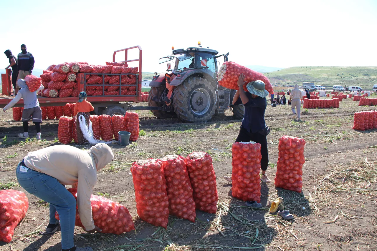 Dört gözle beklenen hasat başladı! Tarlada 12 liraya da var 25 TLye de...