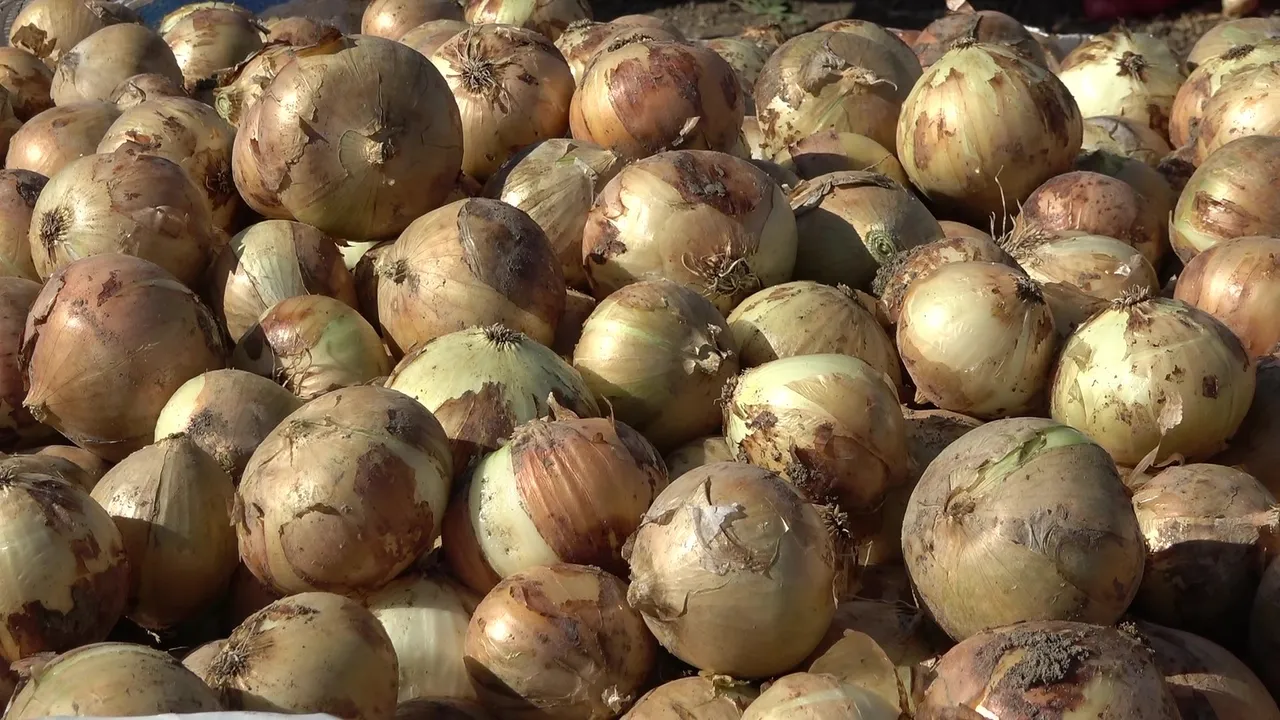 Dört gözle beklenen hasat başladı! Tarlada 12 liraya da var 25 TLye de...
