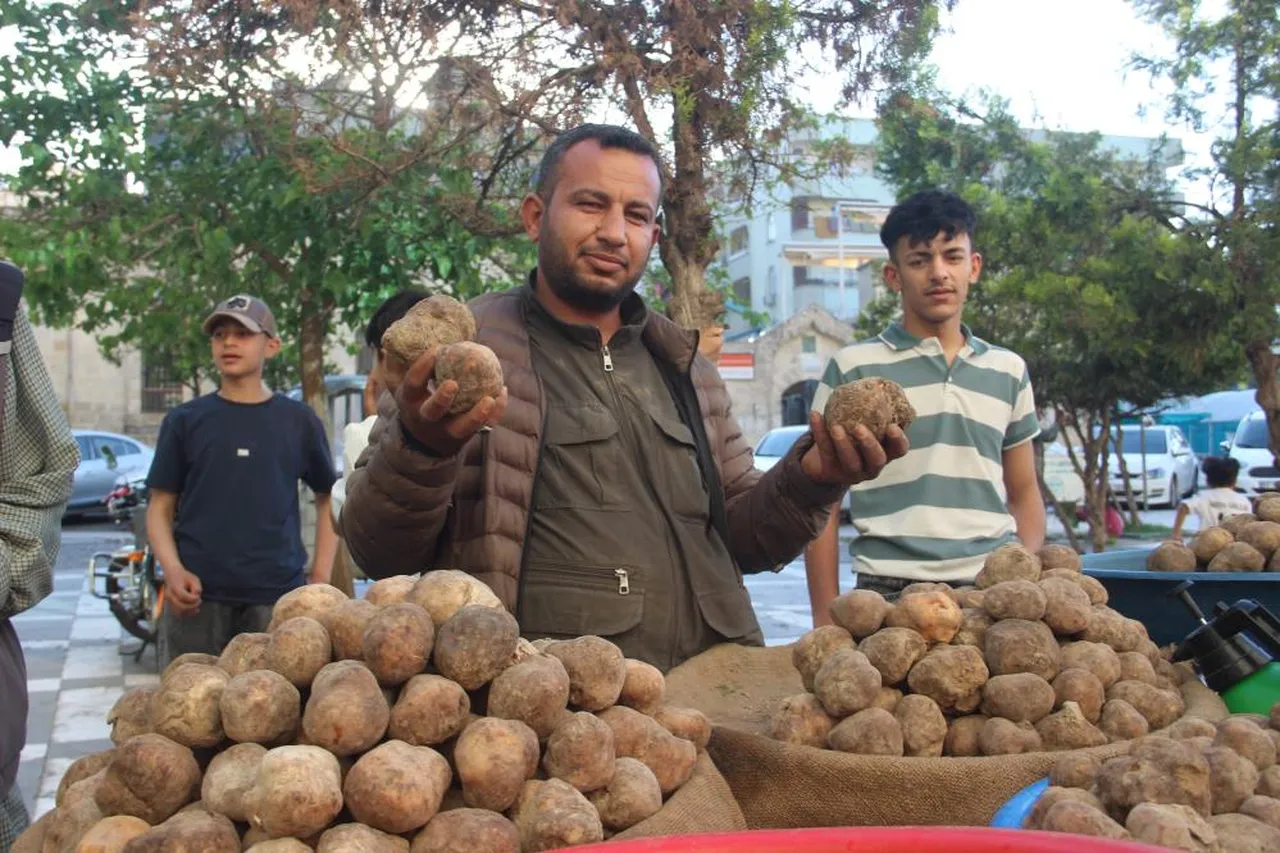 Gören patates sanıyor! Sadece nisan ve mayısta çıkıyor: Kilosu 2 bin TL, taleplere yetişemiyorlar