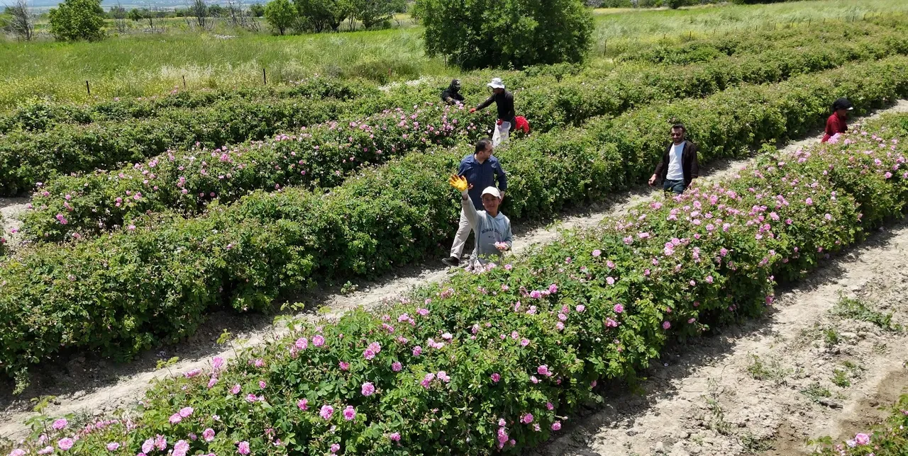 Hasat başladı, kilosu 640 bin lira! Dünya üretiminin yüzde 65'i Isparta'dan