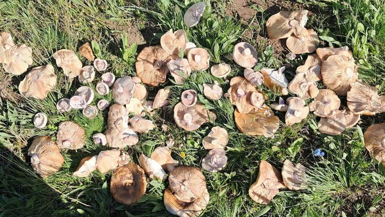 Doğada kendiliğinden yetişiyor, kilosu 300 liradan alıcı buluyor!