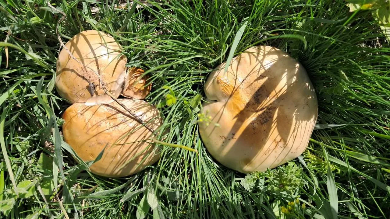 Sepetini kapan dağa koştu: Doğada kendiliğinden yetişiyor, kilosu 300 liradan alıcı buluyor!