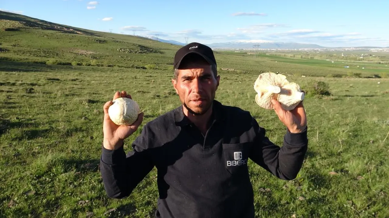 Sepetini kapan dağa koştu: Doğada kendiliğinden yetişiyor, kilosu 300 liradan alıcı buluyor!