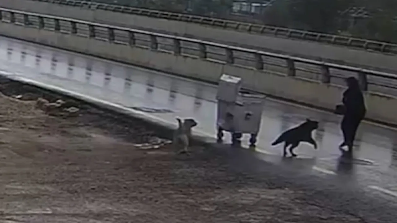 Yaşlı kadın sahipsiz köpeklerin saldırısından son anda kurtuldu! O anlar kamerada