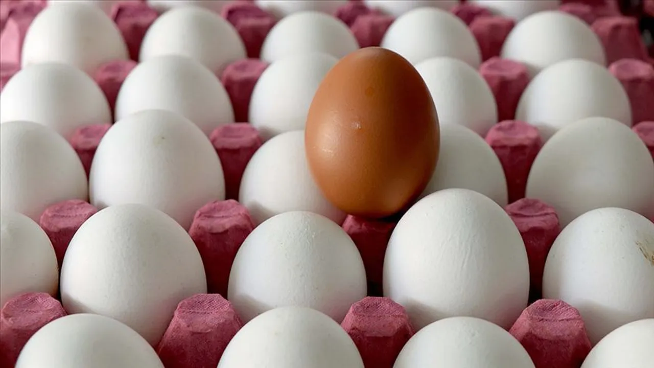 Yumurtada büyük fark var! Markette 10 TL, üreticide ne kadar?