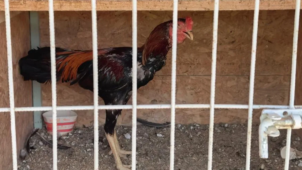 Bahisli horoz dövüşüne jandarma baskını! 50 kişiye 650 bin TL ceza
