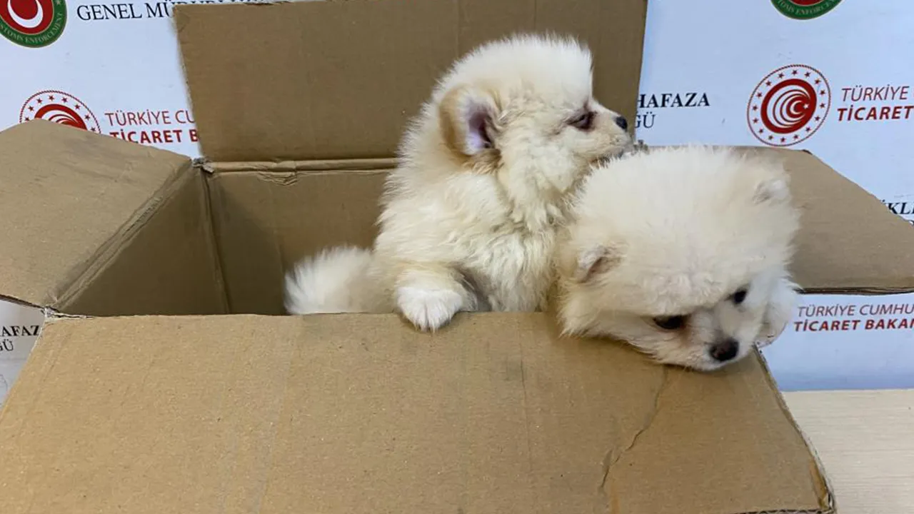 Değerleri 472 bin lirayı aşıyor! 6 adet 'pomeranian'a el konuldu